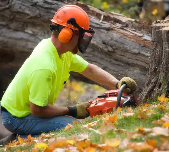 tree services Mogul